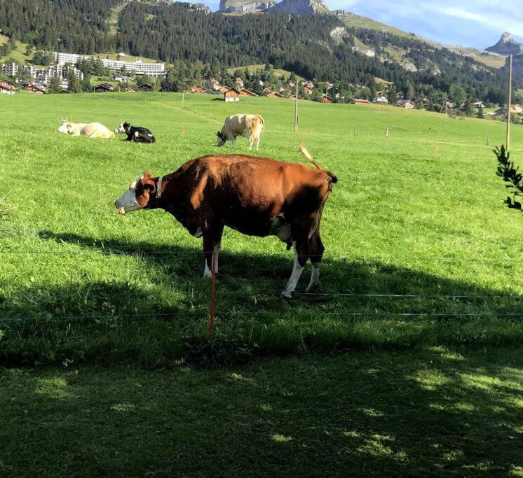 Studio Dans Un Chalet Avec Jardin Privatif Leysin Exteriör bild